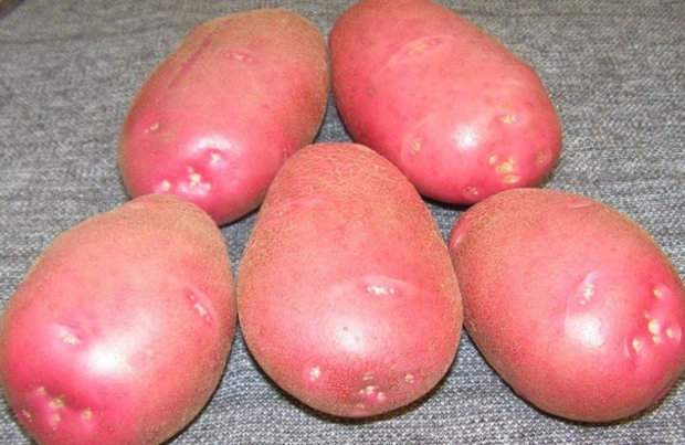 Сорт картофеля Беллароза: фото и описание