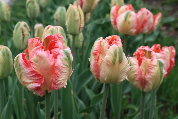 Сорта и виды тюльпанов: описание и характеристика