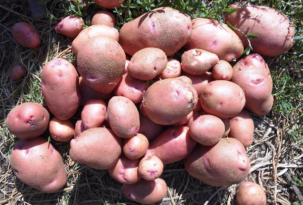 Сорта картофеля Ред Фэнтези: фото и описание
