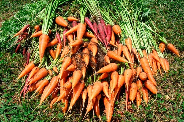 Сорта моркови: фото и описание