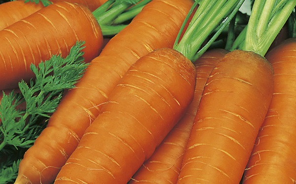 Сорта моркови: фото и описание