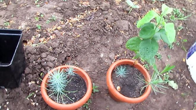 Сосна сильверкрест: описание, выращивание в саду и уход в домашних условиях