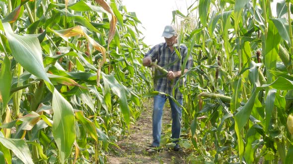 Сроки и способы уборки урожая кукурузы