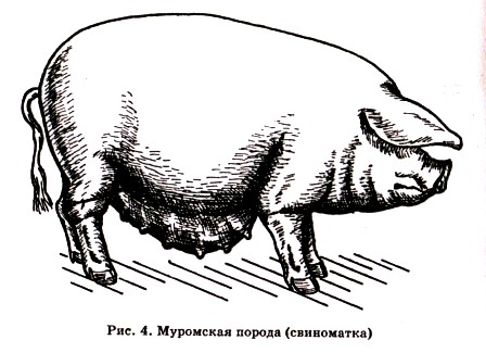 Свиноводство в Московской области: популярные породы