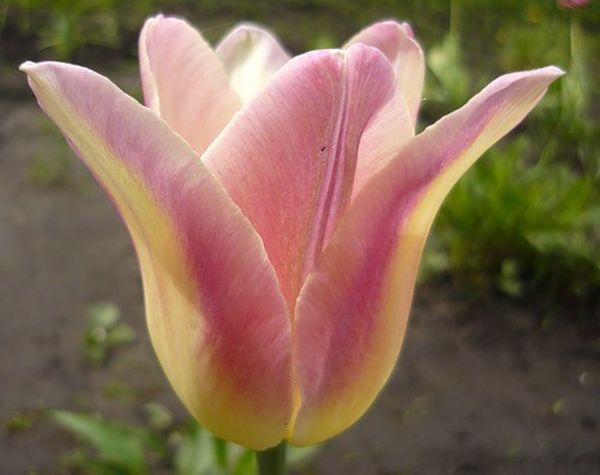 Тюльпан лилиецветный: Балерина, Баллада, Уайт Триумфатор