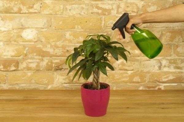 Тля на комнатных растениях: как бороться с вредителем