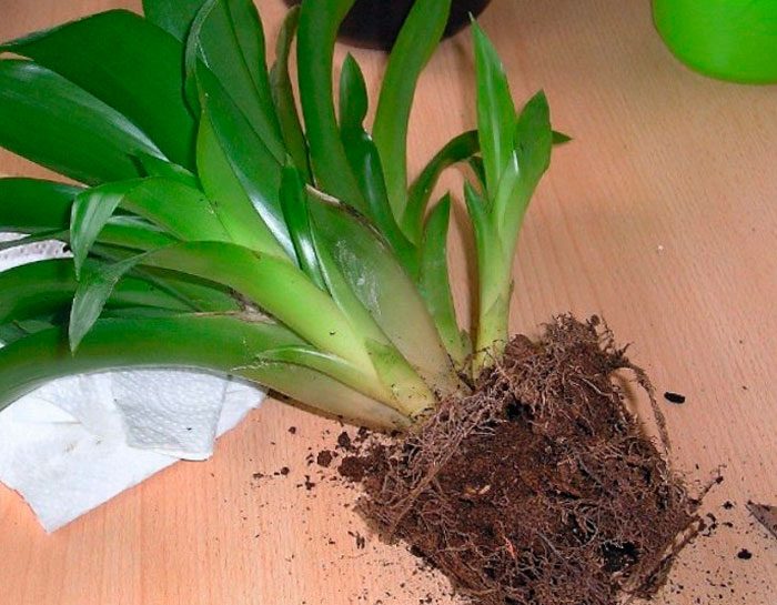 Уход за бромелией в домашних условиях, трудности выращивания + описание комнатного растения, популярные виды с фото