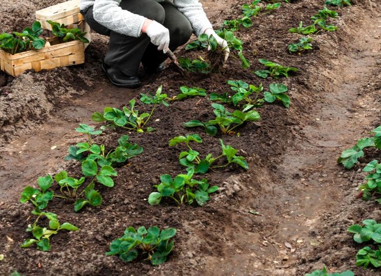 Уход за клубникой при плодоношении Уход за клубникой при плодоношении
