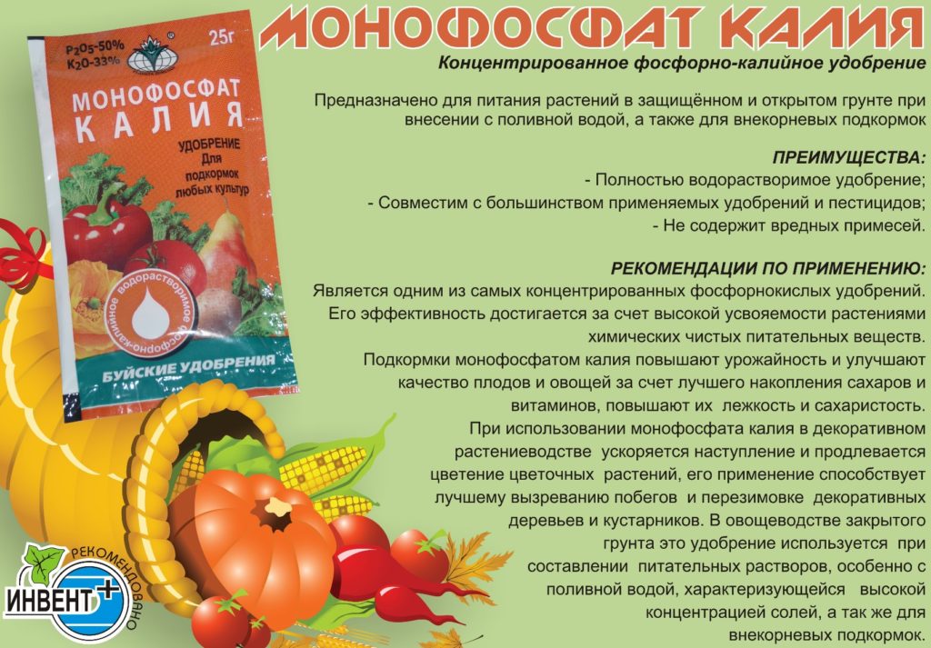 Уход за клубникой при плодоношении Уход за клубникой при плодоношении