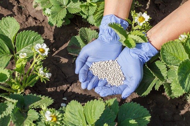 Уход за клубникой при плодоношении Уход за клубникой при плодоношении