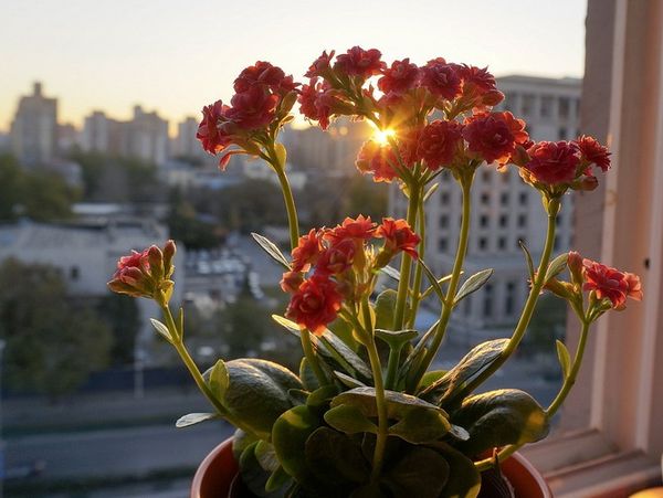 Виды каланхоэ: история выведения и описание сортов