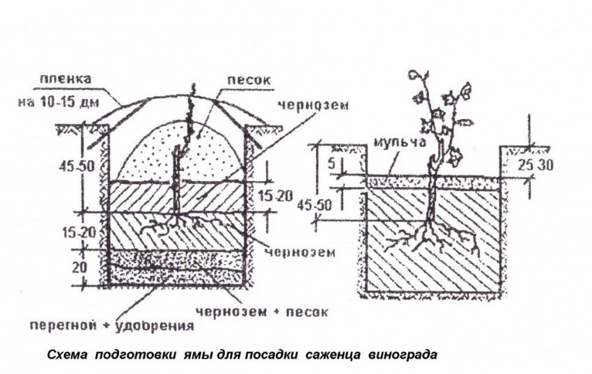 Виноград в Ленинградской области