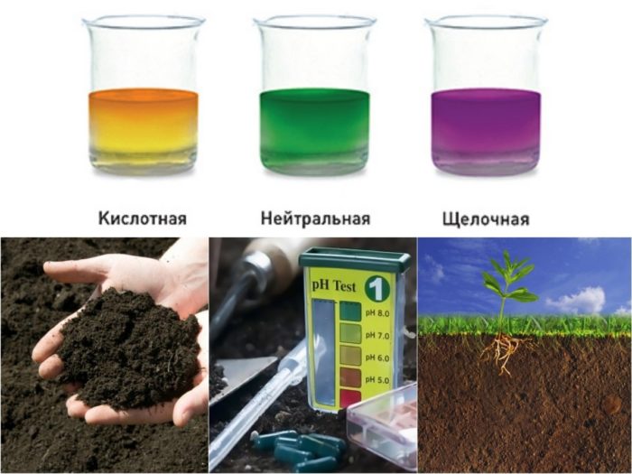 Виноград в Ленинградской области