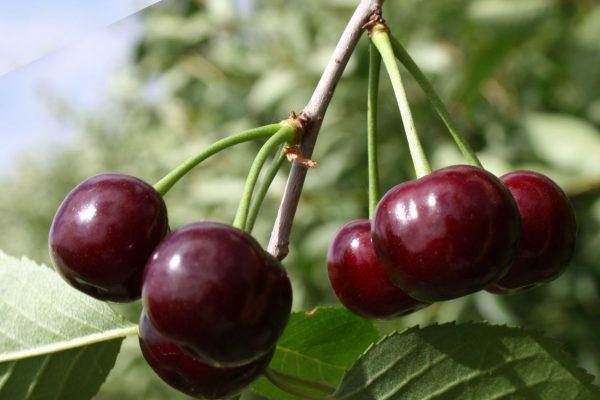 Вишня кустовая и сорта