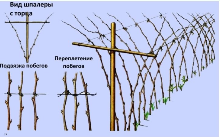 Выращивание малины на шпалере