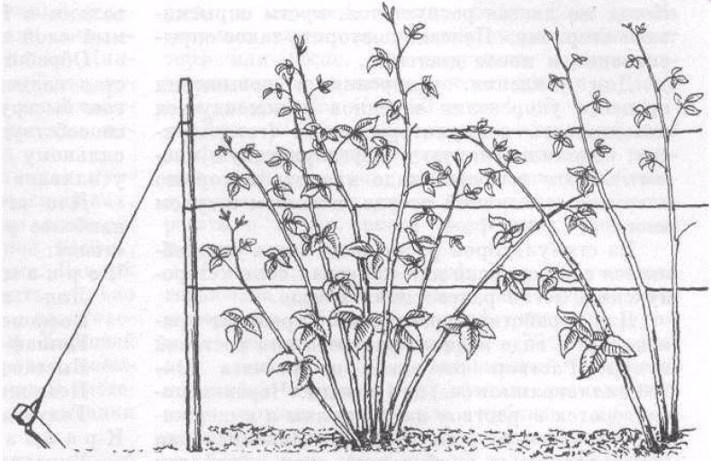 Малина на садовом участке схема посадки