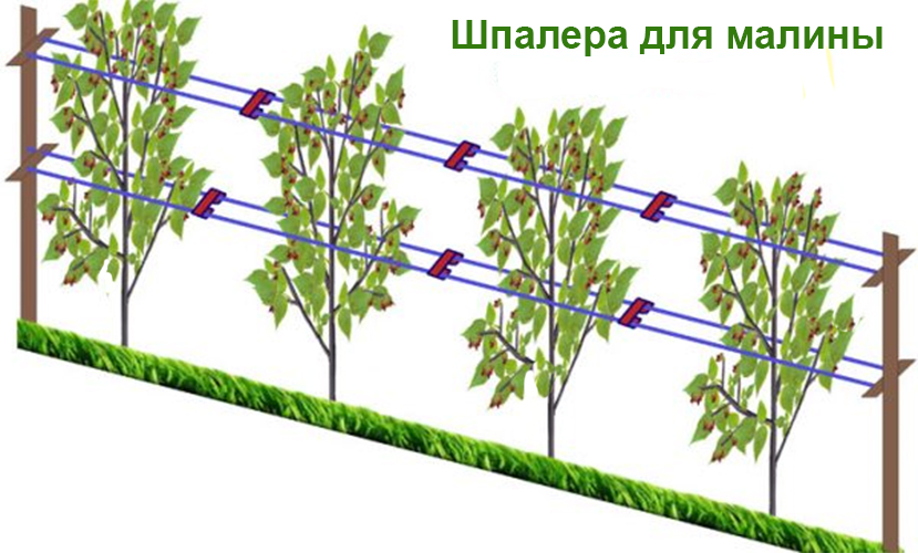 Выращивание малины на шпалере
