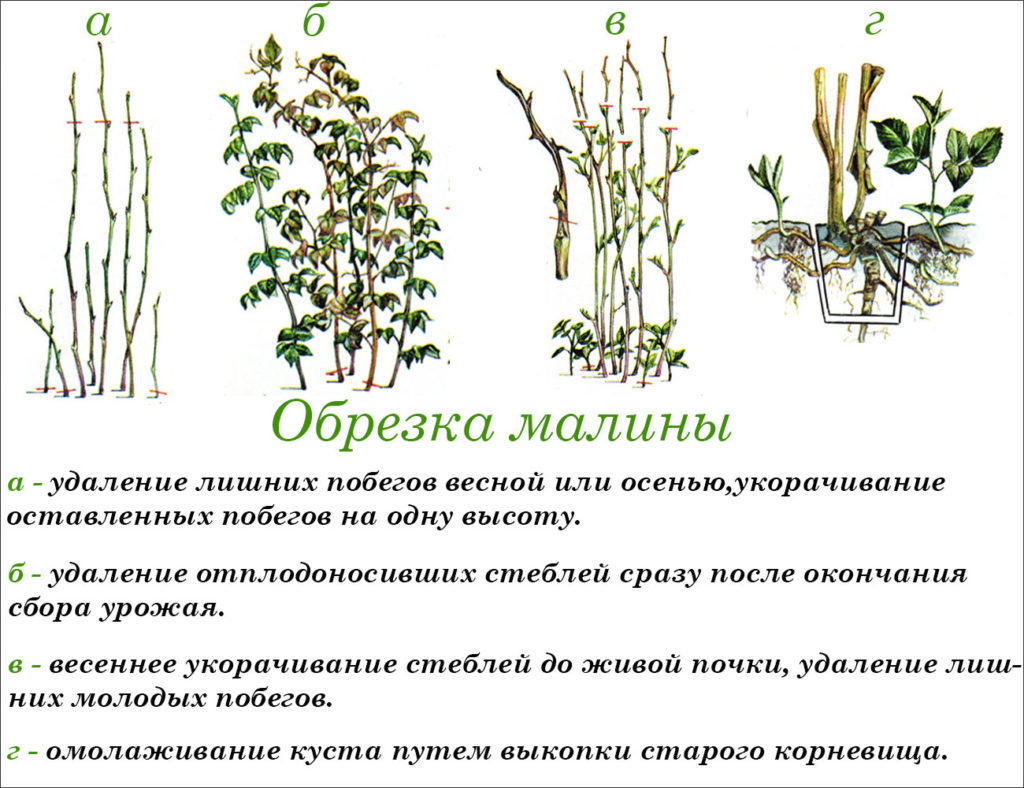 Выращивание малины на шпалере