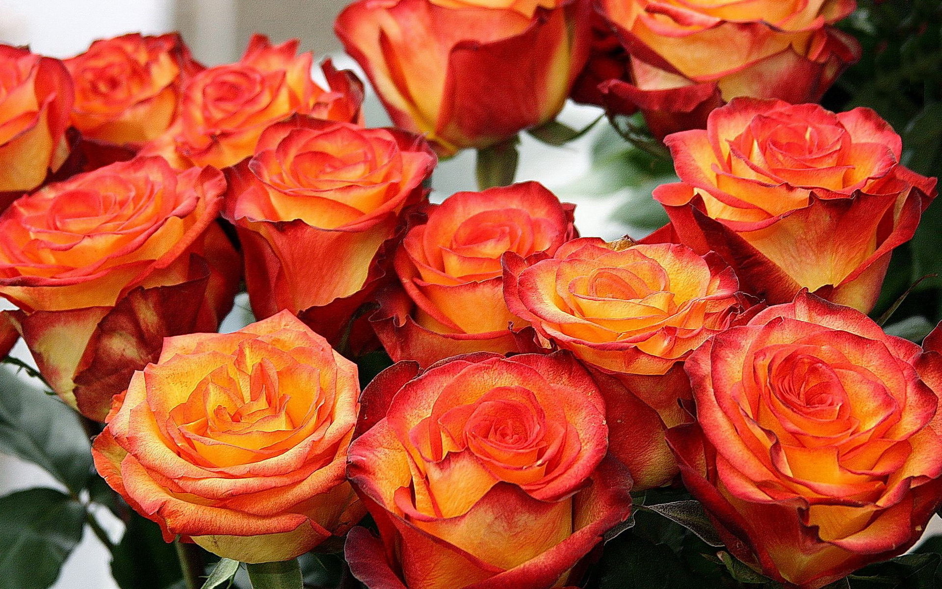 Выращивание, посадка и уход за голландскими розами в открытом грунте и теплице + описание цветка, лучшие сорта с фото