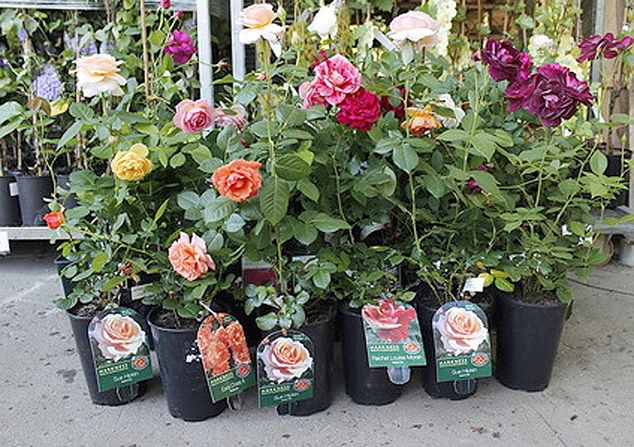 Выращивание, посадка и уход за голландскими розами в открытом грунте и теплице + описание цветка, лучшие сорта с фото