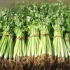 Выращивание сельдерея из семян: подробная инструкция