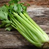 Выращивание сельдерея из семян: подробная инструкция