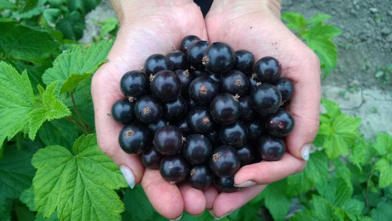 Выращивание смородины