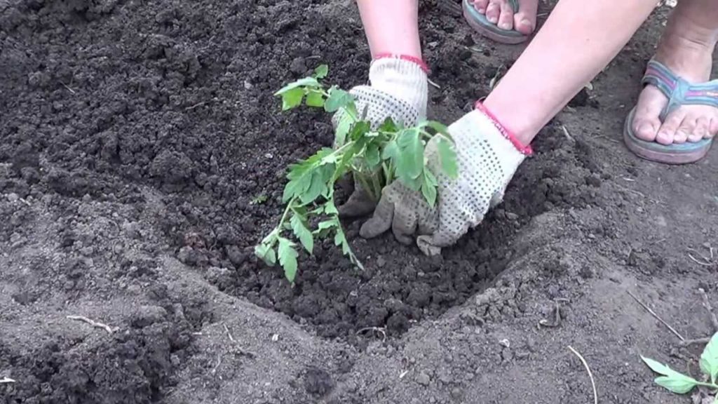 Выращивание томатов в Ленинградской области: основные правила и секреты