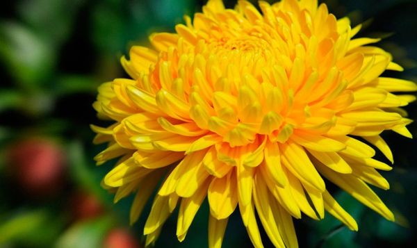 Значение цветка хризантемы: к чему дарят и что символизует