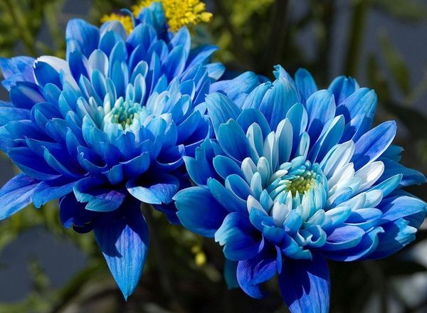 Значение цветка хризантемы: к чему дарят и что символизует