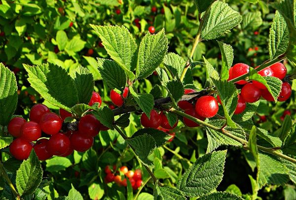 10 вкуснейших сортов войлочной вишни для Подмосковья
