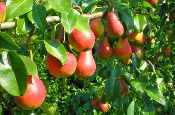 15 лучших сортов груши для выращивания в Подмосковье