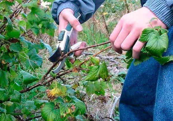 5 способов изготовления подпорки для смородины своими руками