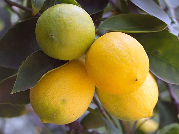 Болезни лимона: причины появления и лечение домашнего цитруса