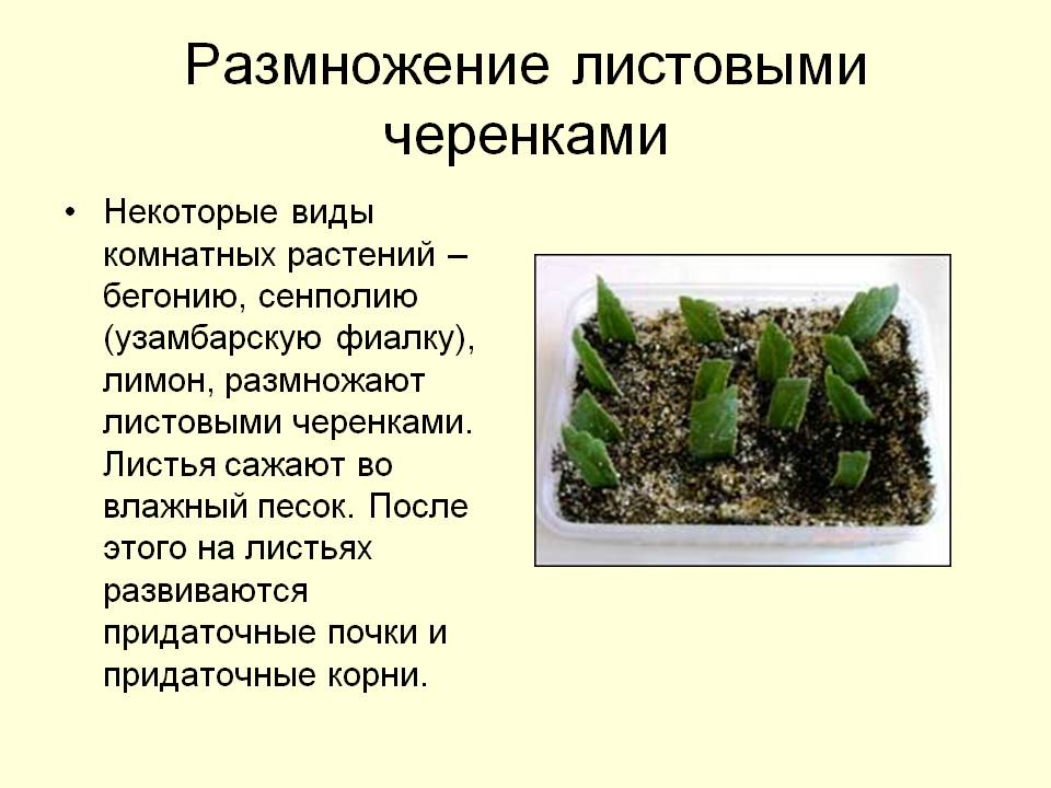 Черенкование комнатных растений презентация