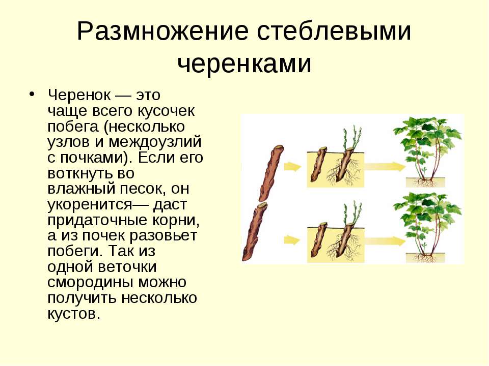 Многие растения особенно плодовые кустарники размножают черенками рассмотрите рисунок и ответьте на
