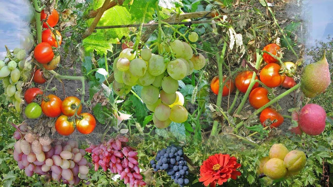 Что сажать рядом с виноградом