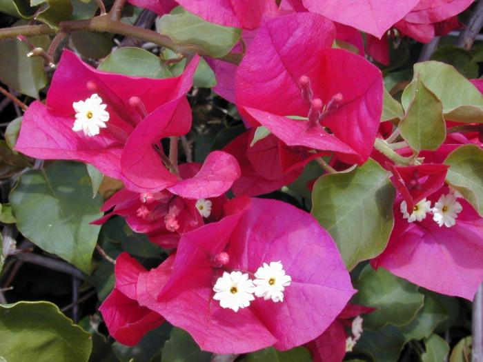 Цветок бугенвиллия: описание, виды и сорта с фото + способы размножения, условия содержания, выращивание и уход в доме