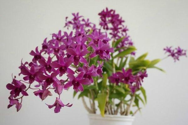 Дендробиум фаленопсис: уход за орхидеей в домашних условиях
