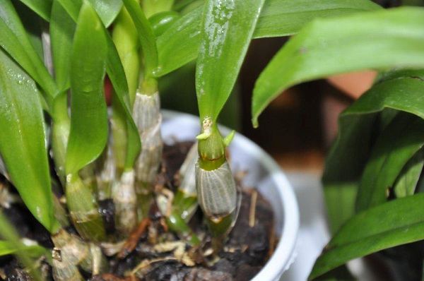 Дендробиум фаленопсис: уход за орхидеей в домашних условиях