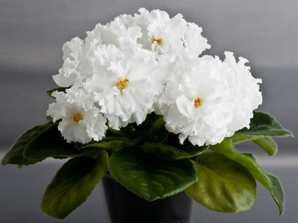 Фиалки: как ухаживать, чтобы цвела и радовала глаз круглый год