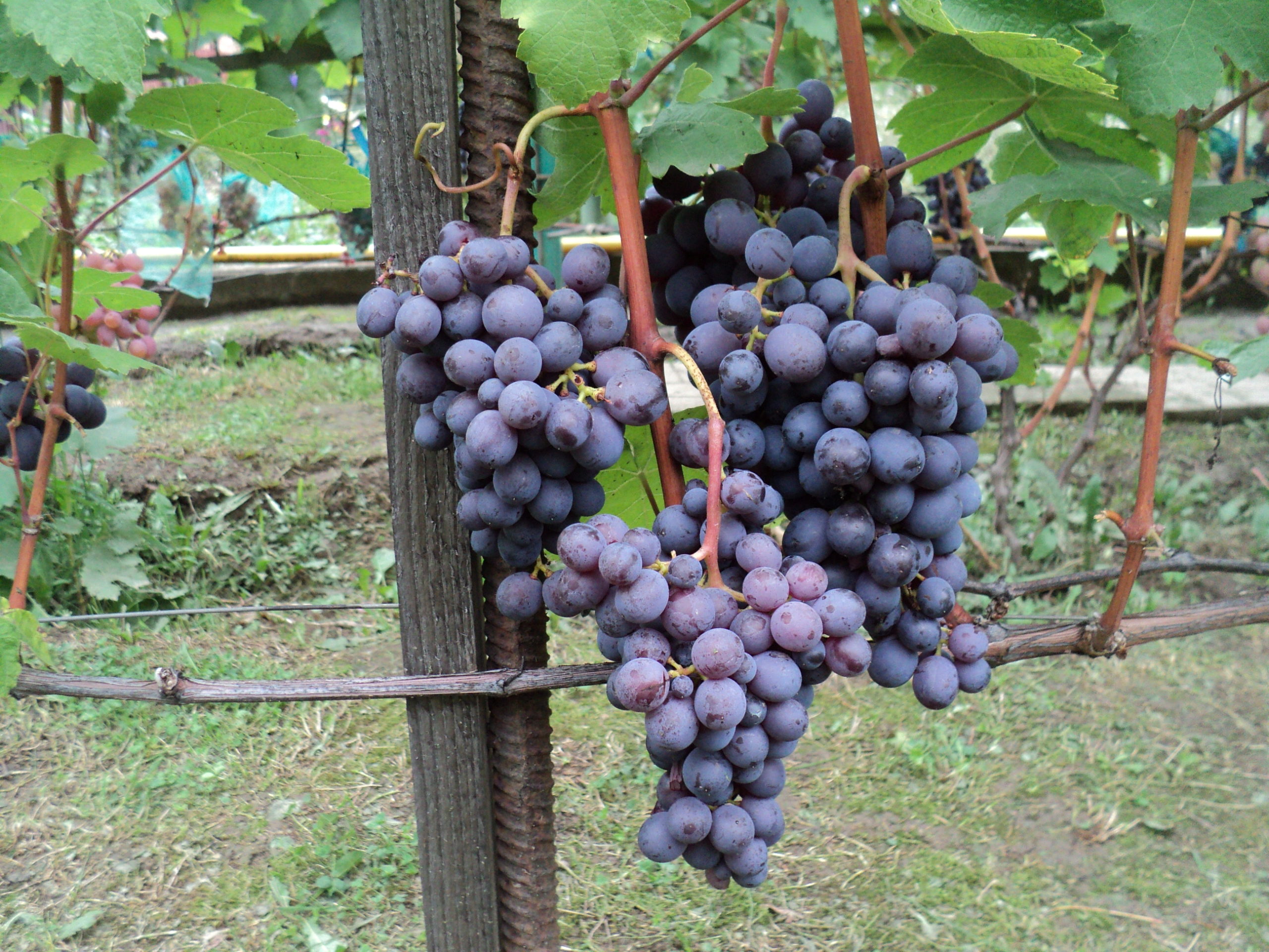 Фиолетовый ранний виноград