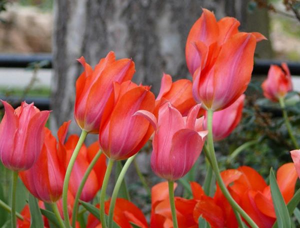 Голландские тюльпаны: характеристика лучших сортов