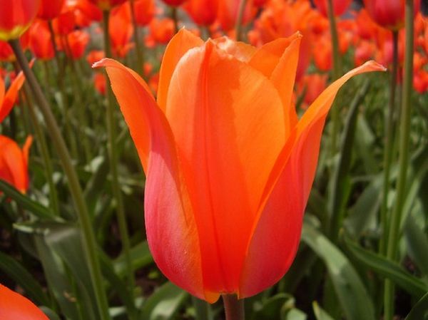 Голландские тюльпаны: характеристика лучших сортов