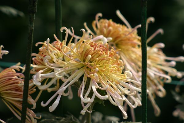 Хризантема килеватая: махровая, смесь окрасов, Дунетти