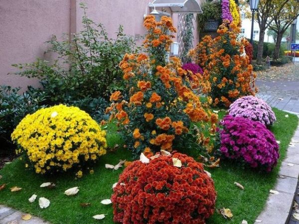 Хризантема Мультифлора: семена, посадка и уход, размножение