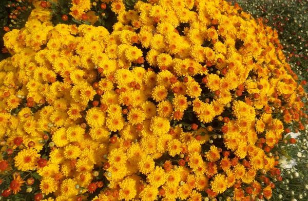 Хризантема Мультифлора: семена, посадка и уход, размножение