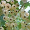 Как бороться с клещом на смородине: проверенные способы Как бороться с клещом на смородине: проверенные способы