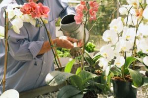 Как поливать орхидею во время цветения в домашних условиях