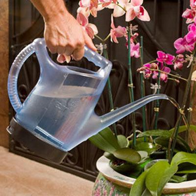 Как поливать орхидею во время цветения в домашних условиях